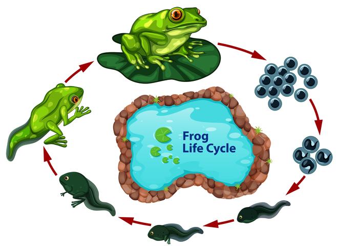 El ciclo de vida de la rana. vector