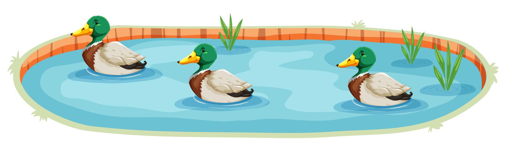 Un estanque de patos aislados vector