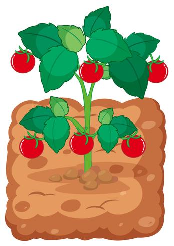 Planta de tomate en el suelo. vector