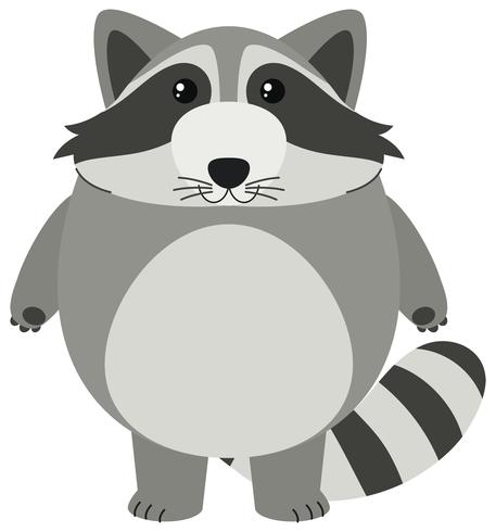 Cute raccoon with round body vector