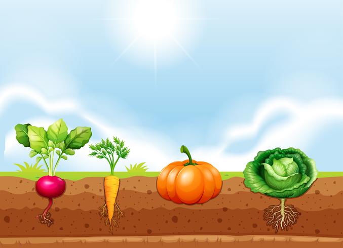 A set of vegetable and root vector