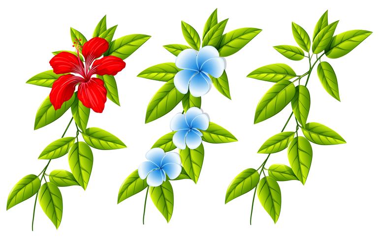 Set of different flowers and leaves vector