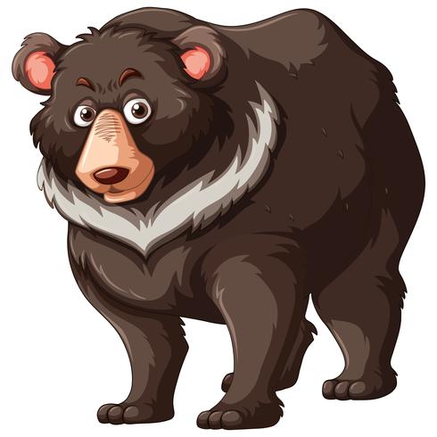 Grizzly bear on white background vector