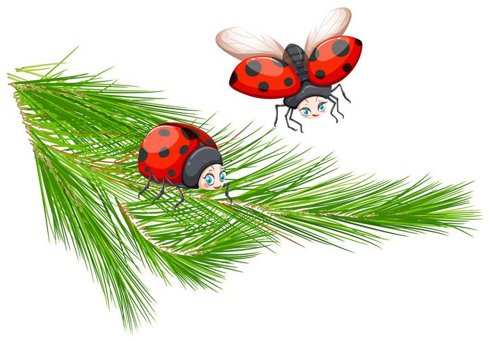 Ladybug at pine tree branch vector