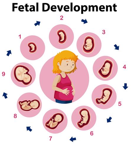 Un póster educativo del desarrollo fetal. vector