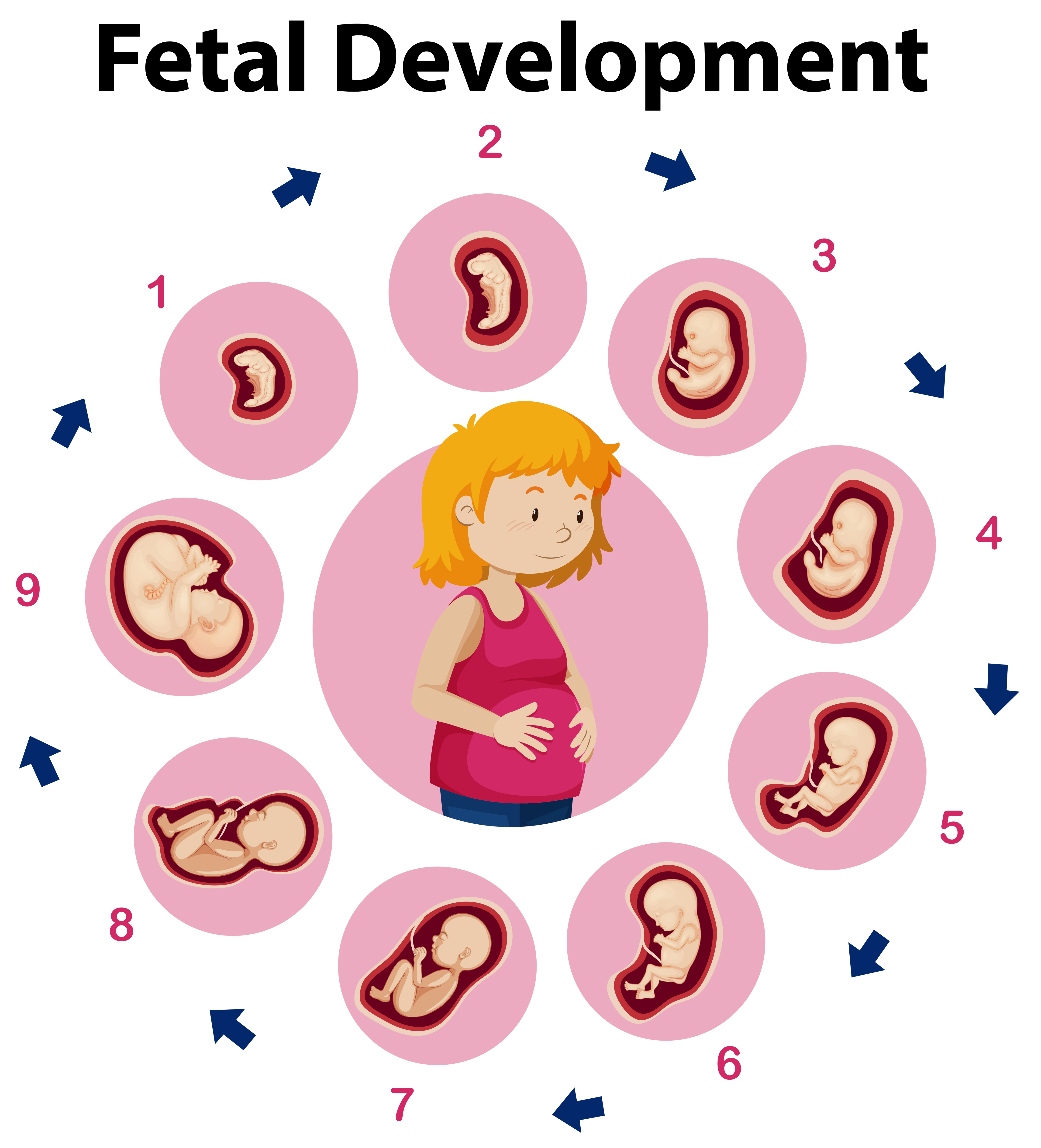 Prenatal Development Chart Poster Laminated | mail.napmexico.com.mx