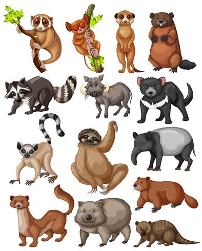 Set of many wild animals vector