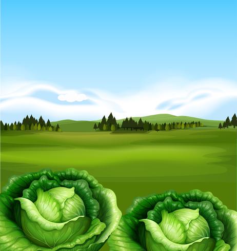 Organic Cabbage with Beautiful Scenery vector