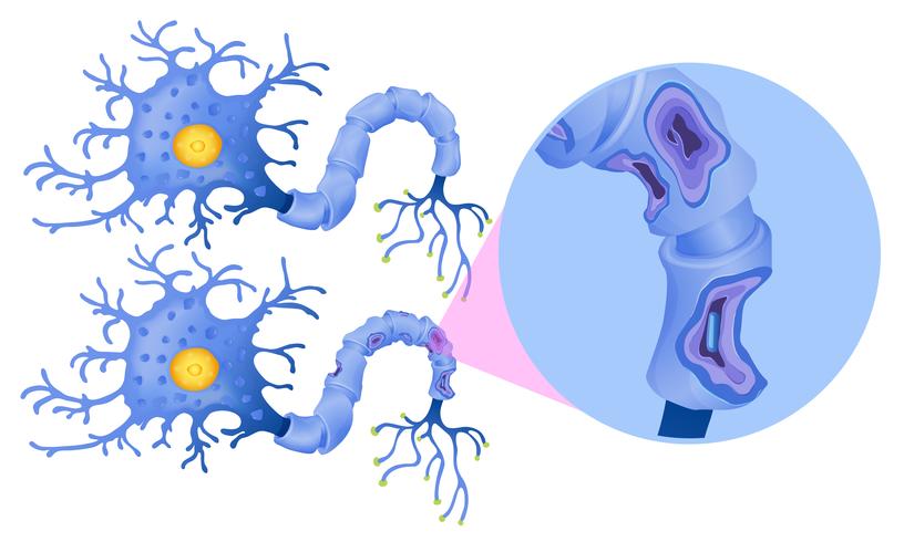 A Set of Human Nerve Cell vector