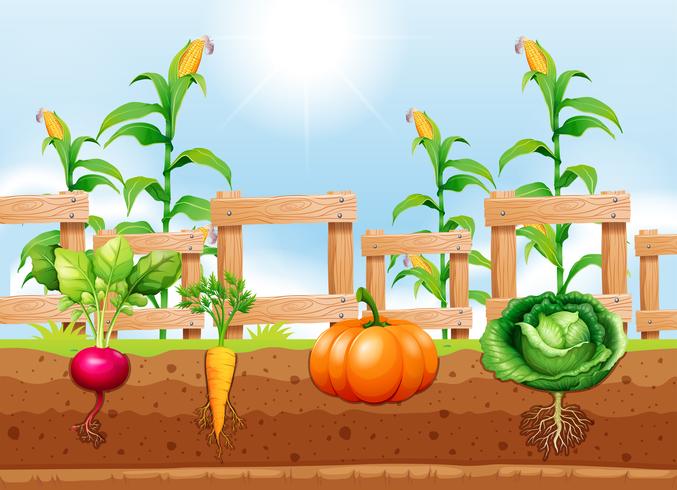 Agriculture Vegetables and Underground Root vector