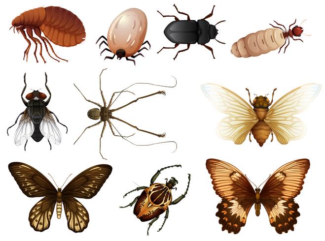 Conjunto de bichos e insectos vector