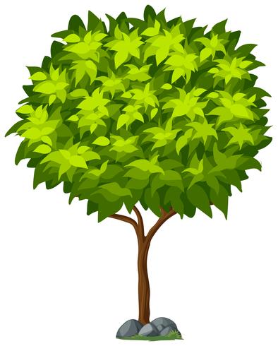 Árbol aislado sobre fondo blanco vector