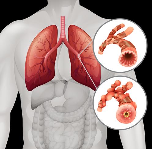 Human anatomy with close up vessel vector