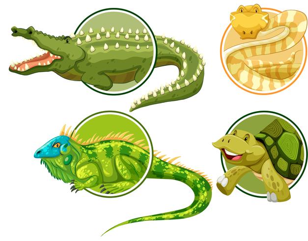 Conjunto de reptil en plantilla de etiqueta círculo vector