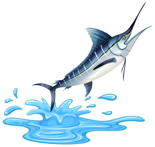 A Big Sailfish on White Background vector