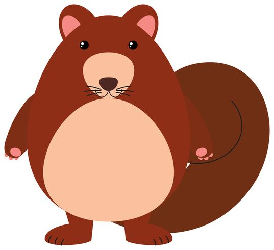 Squirrel with brown fur vector