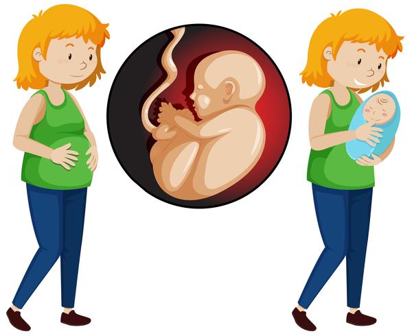 A Vector of Pregnancy Woman