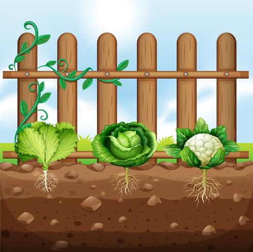 Set of vegetable crops vector