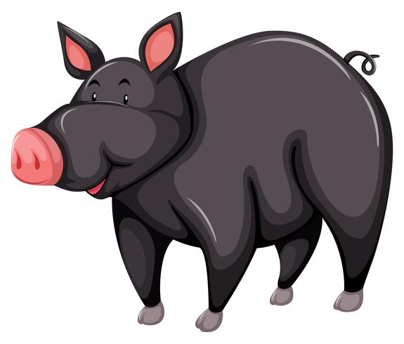 Gray pig vector