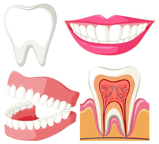 Diagrama que muestra boca y dientes vector