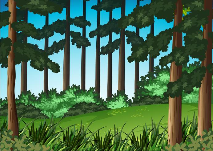 Wood scene landscape background vector