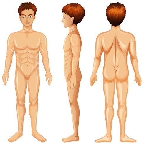 Cuerpo del hombre parte delantera y trasera vector