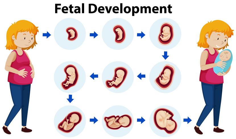 A Vector of Fetal Development 293868 Vector Art at Vecteezy Biology Diagrams
