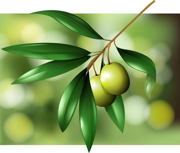 Olives on a branch scene vector