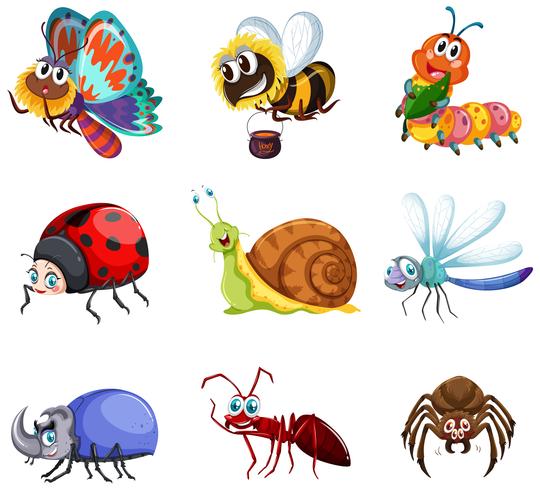 Diferentes tipos de insectos vector