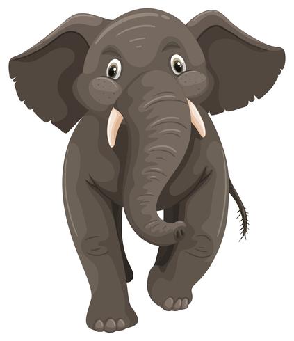 Wild elephant on white background vector