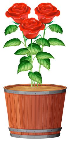 A Pot of Rose Plant - Download Free Vector Art, Stock Graphics & Images