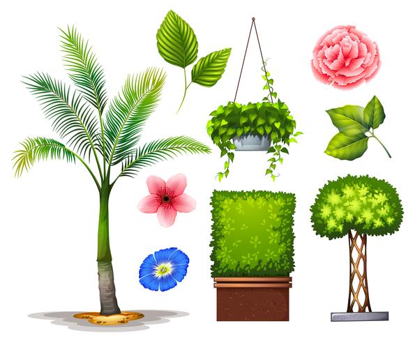 Plants vector