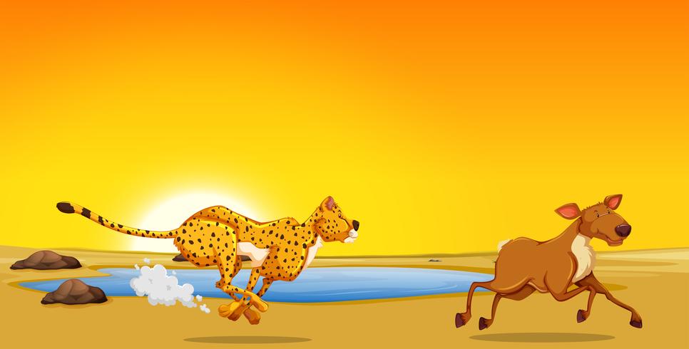 A cheetah hunting deer vector