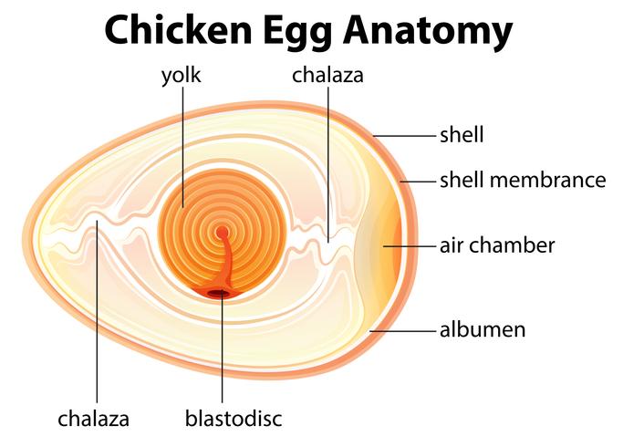 Anatomía De Huevo De Pollo vector