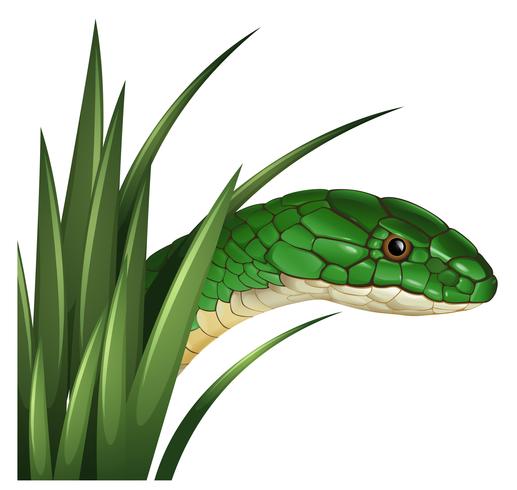 Green snake behind the grass vector