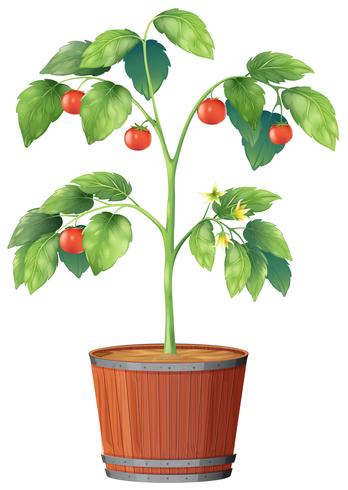 Una planta de tomate sobre fondo blanco vector