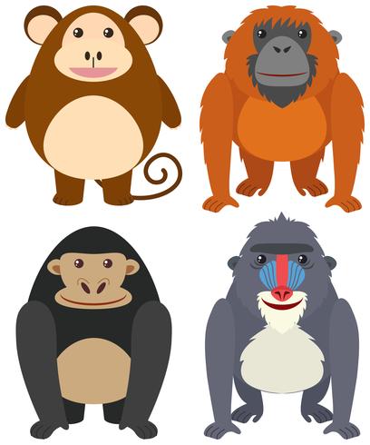 Four types of monkeys on white background vector