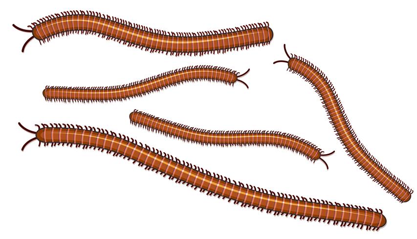 Centipede on White Background vector