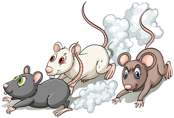 three-rats-vector.jpg