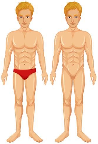 A Vector of Human Body