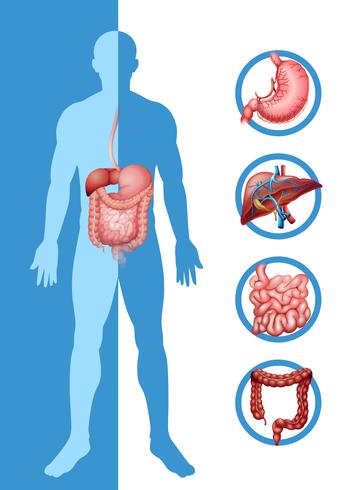 Anatomía del humano mostrando diferentes órganos. vector