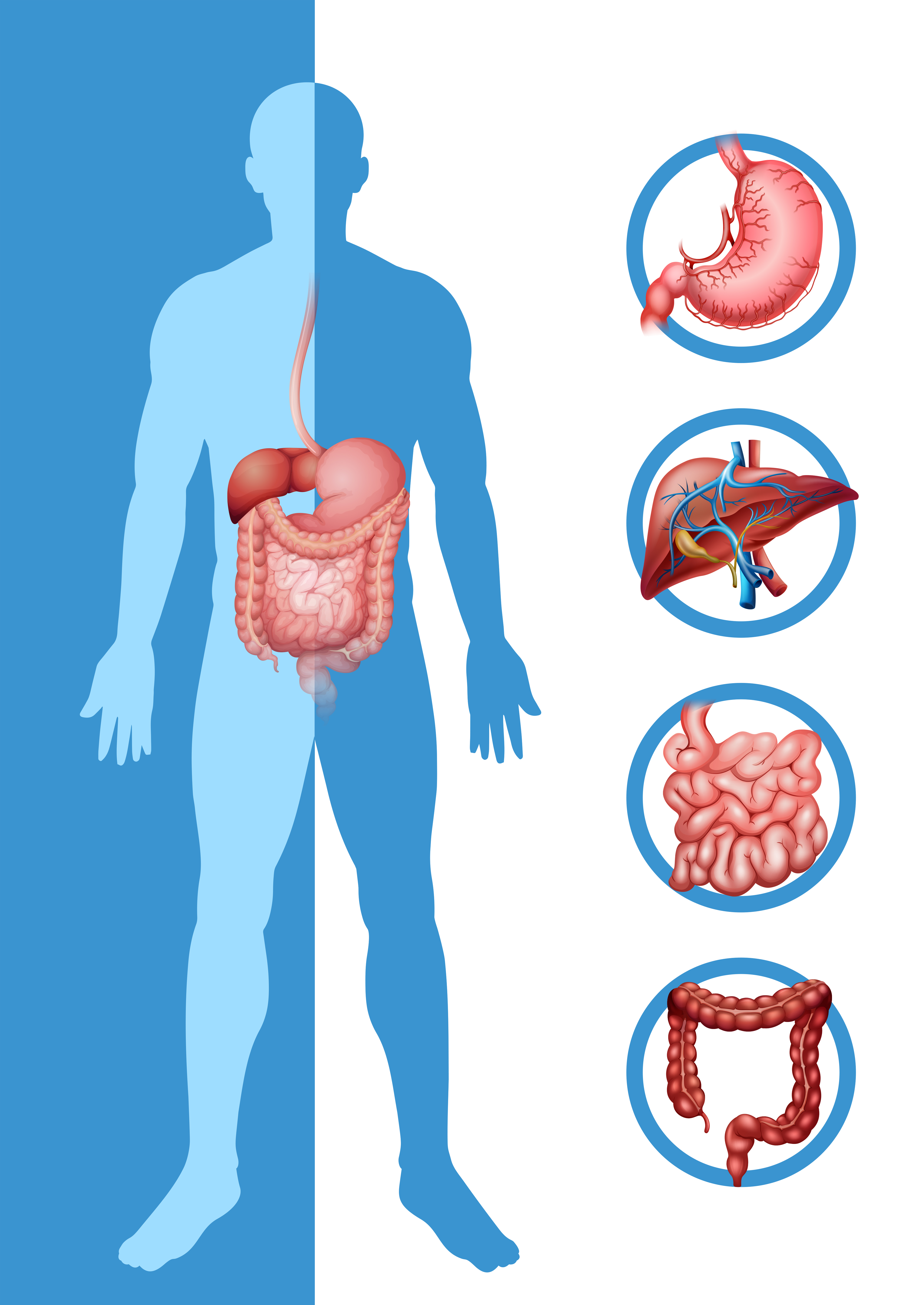 anatomy of human organ