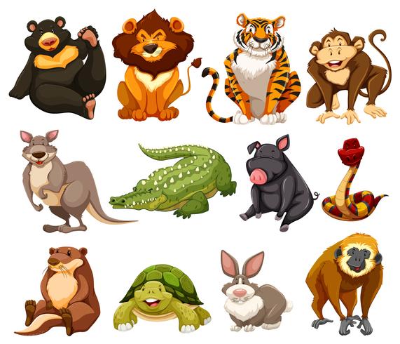 Different kinds of jungle animals vector