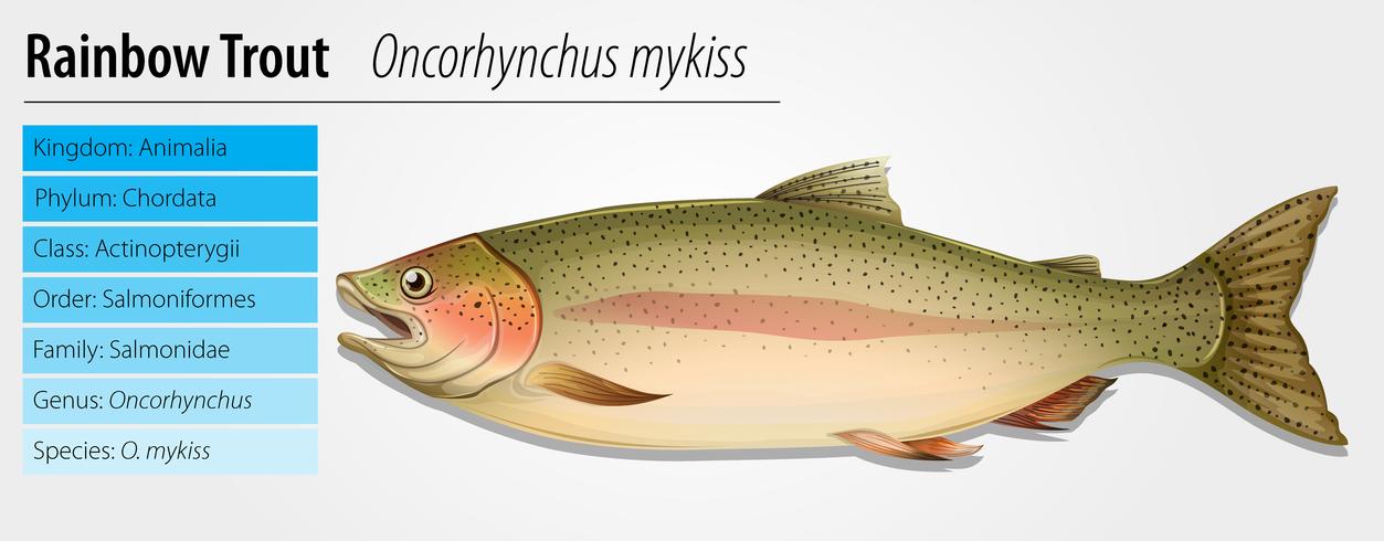 Trucha arcoiris - Oncorhynchus mykiss vector