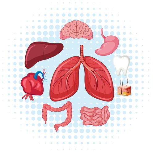 Human organs on poster vector