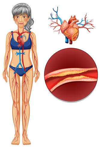 A The Human Vascular System vector