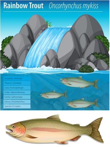 Rainbow trout information poster vector