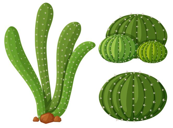 Tres tipos de plantas de cactus. vector