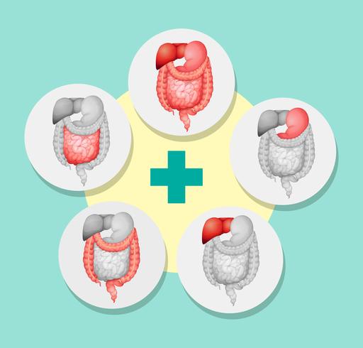 Diagram showing different organs in human vector