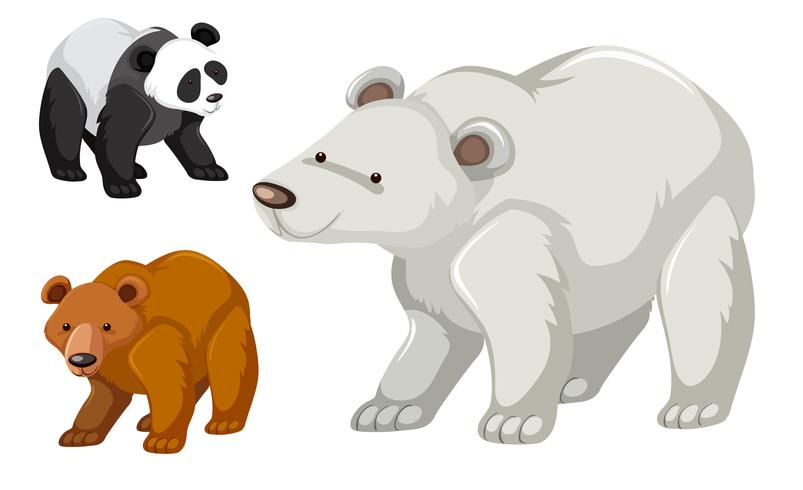 A type of bear set vector